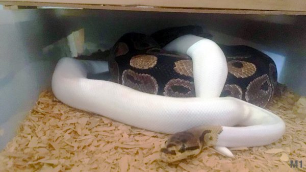 1519180709802365.jpg 11.jpg