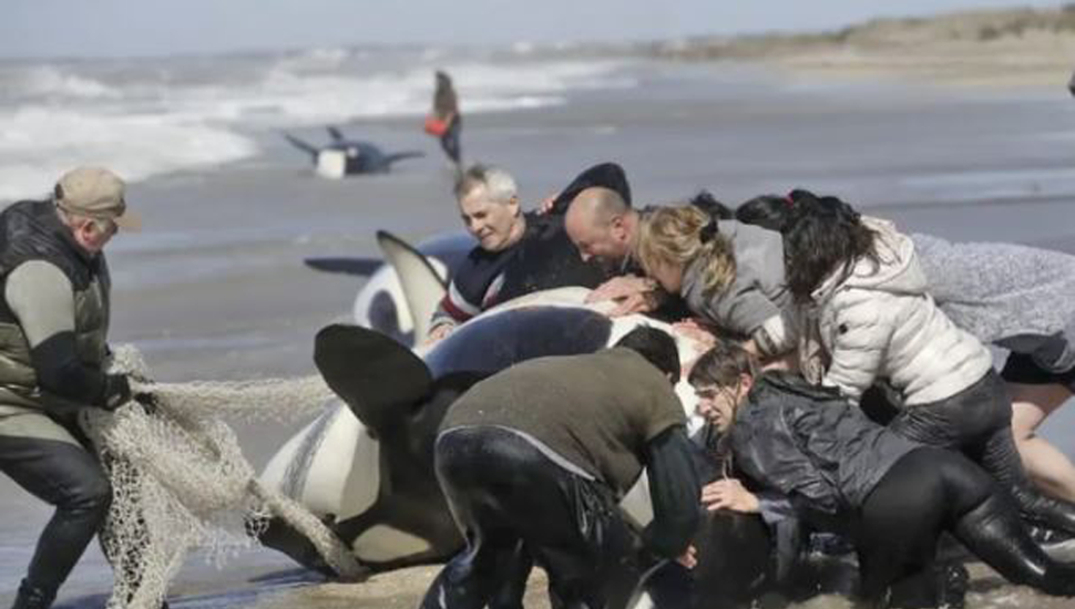 1828599713.png 0068d8efc9db8989909a5218457c292d.png