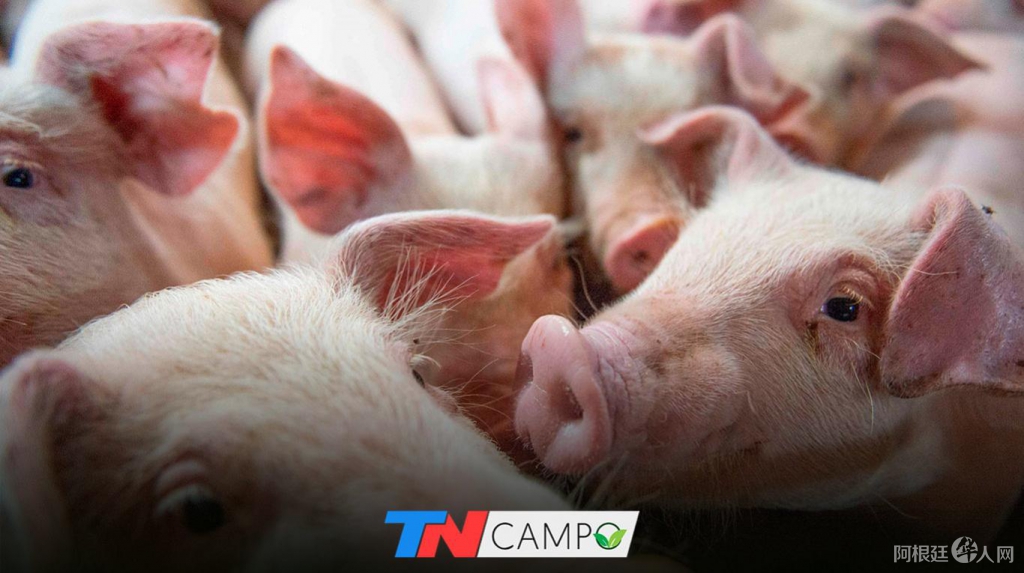 tncampo_carne_porcina