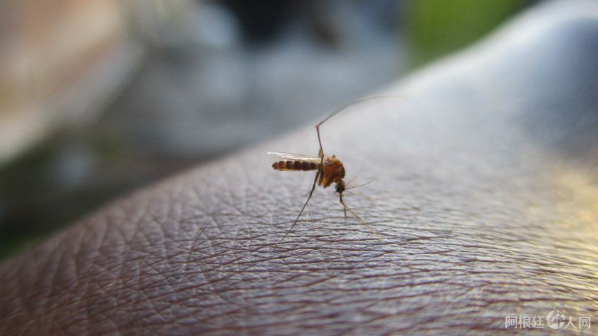 mosquito-dengue-915644