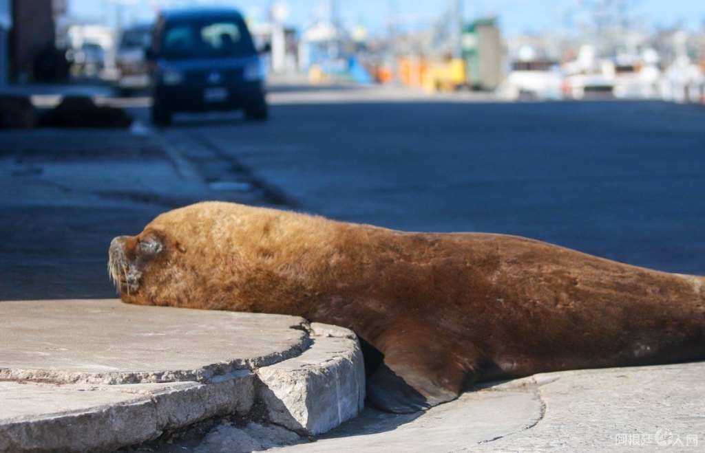 Mar del Plata海狮
