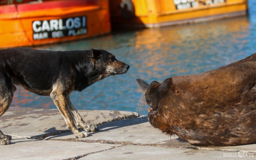 Mar del Plata海狮和狗