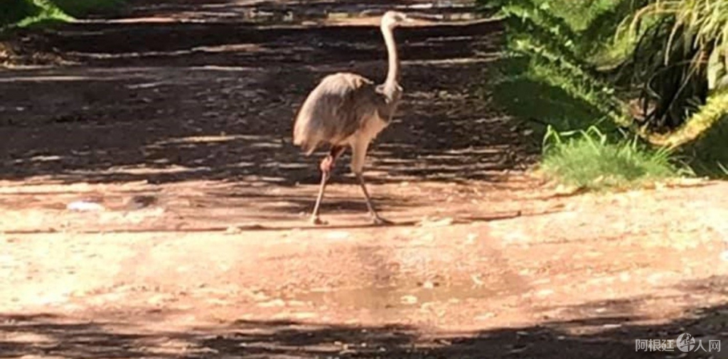 布省Ituzaingo鸵鸟