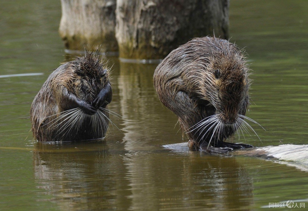 水獭Dos nutrias en Milan