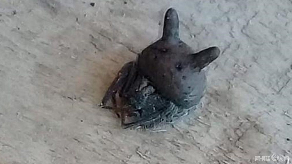 gato-cabeza-arana gato-cabeza-arana