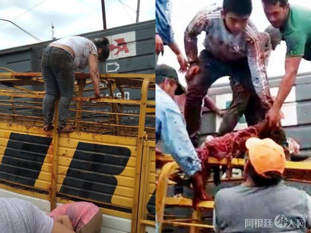 choque-camion-vacas-faena