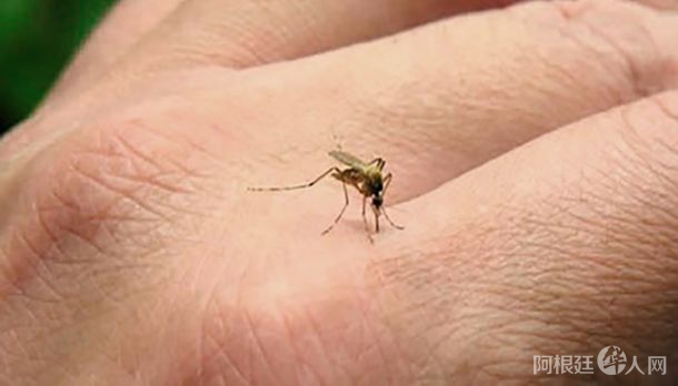 mosquito-dengue-telamjpg