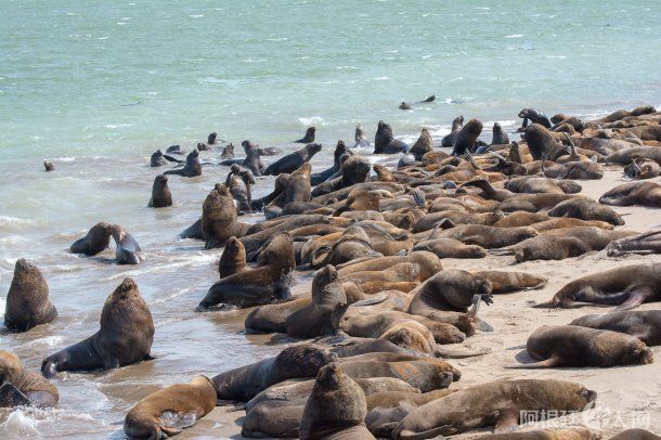 lobo-puerto-mardeljpegjpeg