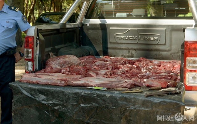 carne de guanaco clandestina carne de guanaco clandestina