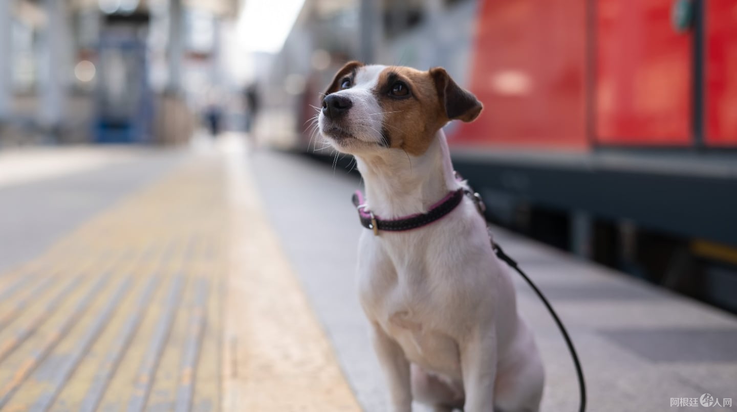 desde-ahora-se-podra-viajar-con-mascotas-en-trenes-y-micros-de-larga-distancia-foto-ilustrativaadobe-stock-ZY5O3NCLM5D5RIFDZF5SDQGLYY-2