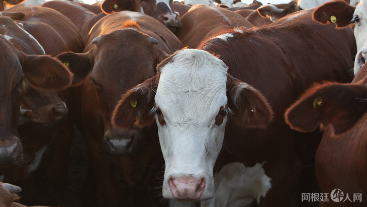 campo-vacas-ganado-hacienda-carne